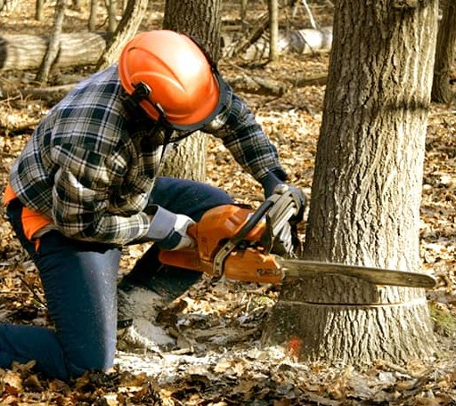 Tree Removal in Wanblee, SD